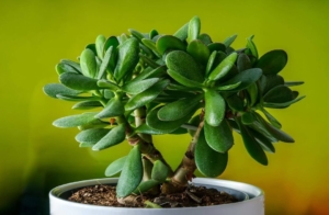 Eight Fastest-Growing Indoor Plants to Jump Start Your Collection