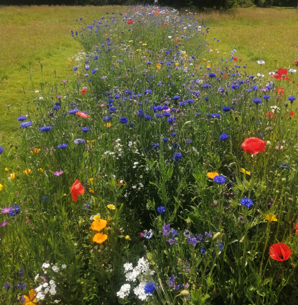 Euroflor delivers dazzling transformation at Worth Park to the benefit of people & pollinators alike