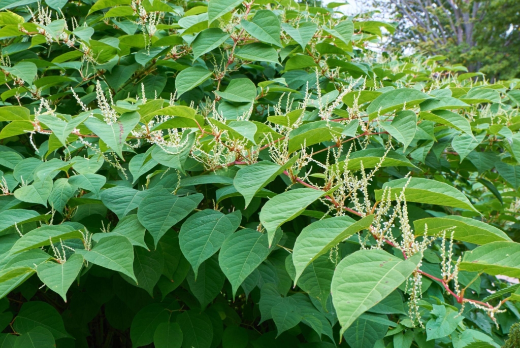 Gardeners urge Brits to familiarise themselves with Japanese knotweed