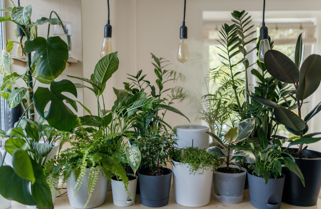 Seven houseplants that remove dust and toxins from the air keeping your property clean