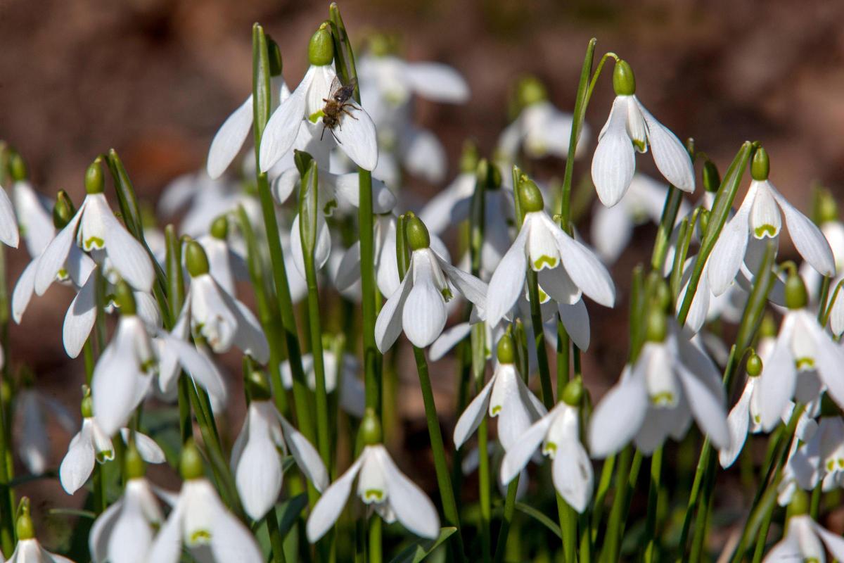 White plants to brighten up your garden in winter/Credit: Alamy/PA 