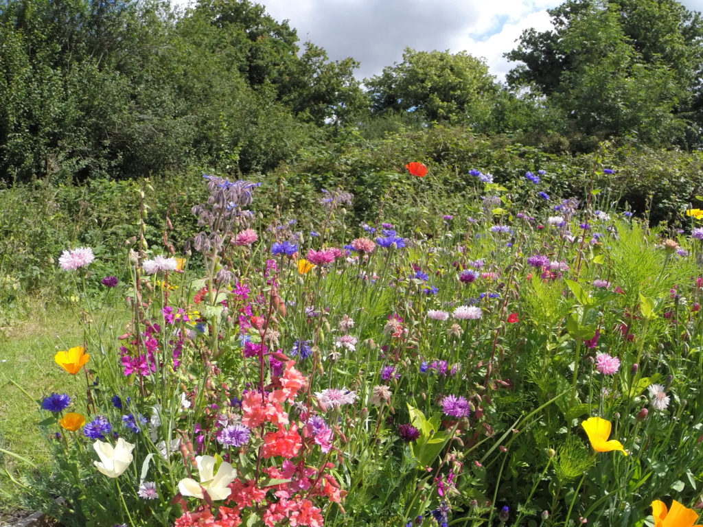  Writer and TV presenter goes Blooming Wild for Euroflor Flower Seed