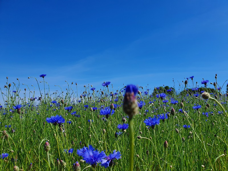 Mission to rewild the UK’s lawns as wildflower production ramps up