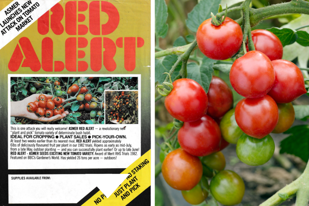 'Red Alert' Tomato and Barnsdale Gardens celebrating 40 years together