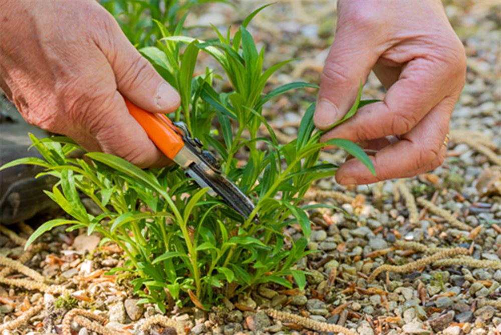 May Gardening Tips from Barnsdale Gardens May Gardening Tips from Barnsdale Gardens