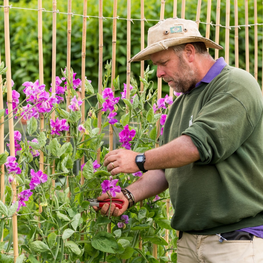 The Scent and the Splendour of Sweet Pea Weekend The Scent and the Splendour of Sweet Pea Weekend