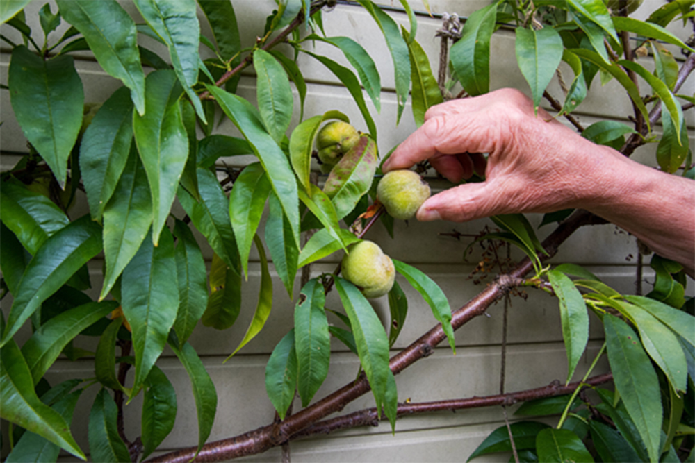 Barnsdale’s July Garden Tips Barnsdale’s July Garden Tips