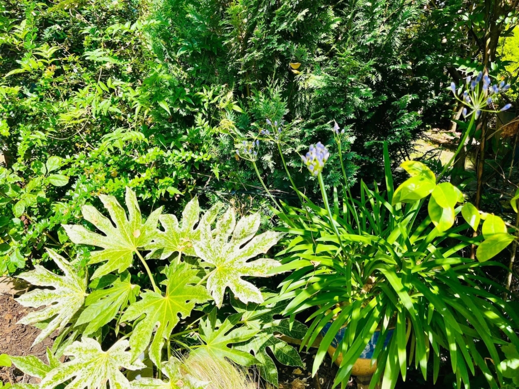 Expert Gardening Tips from Agata Henderson Expert Gardening Tips from Agata Henderson