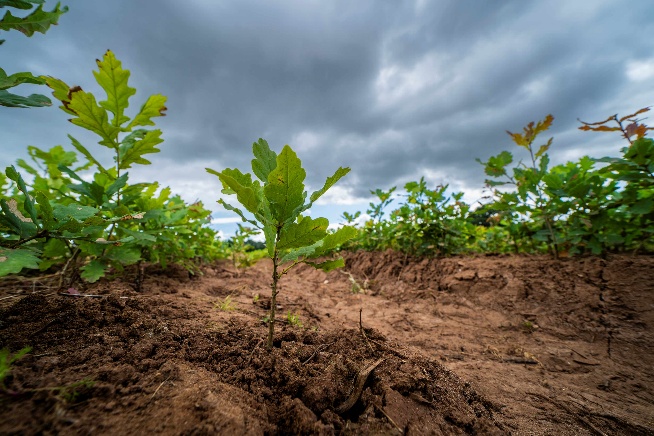 Boosting domestic tree production essential Boosting domestic tree production essential