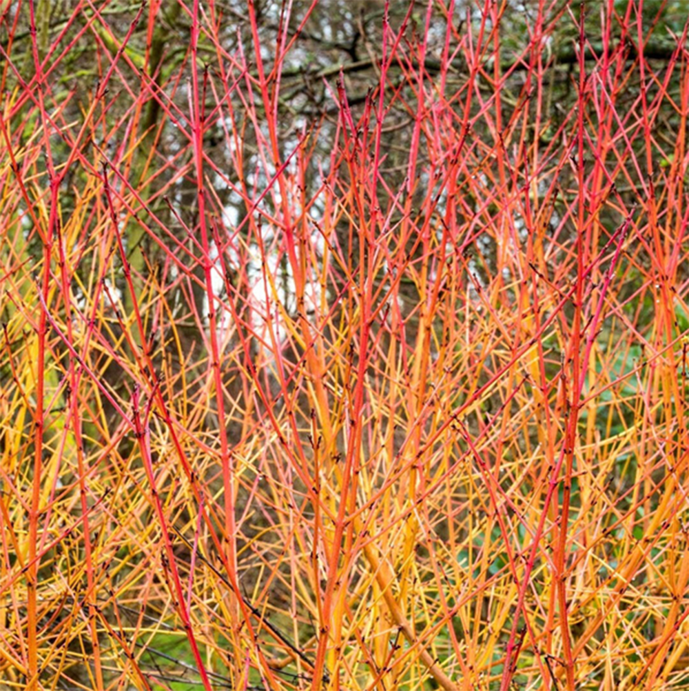 Barnsdale Gardens Offers the Gift of Lasting Memories 