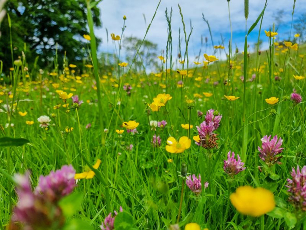 Biodiverse wildflower gardens made easy Biodiverse wildflower gardens made easy