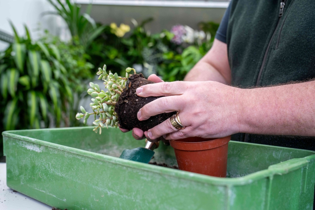 “The Green Journey” Kicks Off National plants@work Week 2026 “The Green Journey” Kicks Off National plants@work Week 2026