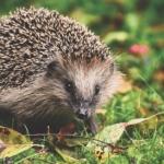 Gardeners encouraged to protect hedgehogs