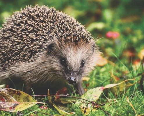 Gardeners encouraged to protect hedgehogs