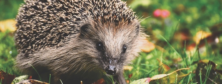Gardeners encouraged to protect hedgehogs
