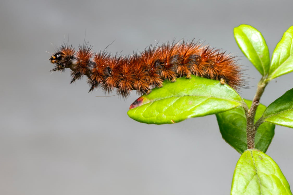 the-most-destructive-garden-bugs-landscaping-matters