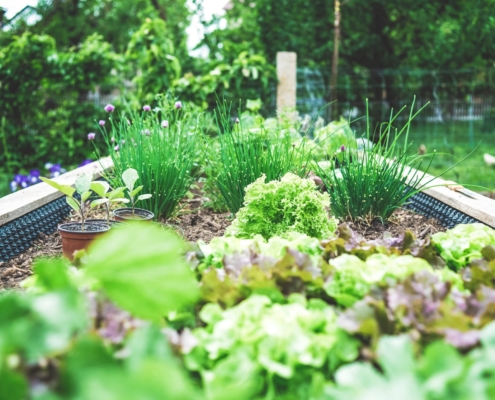 National Gardening Day: The Top Tips You Should Know