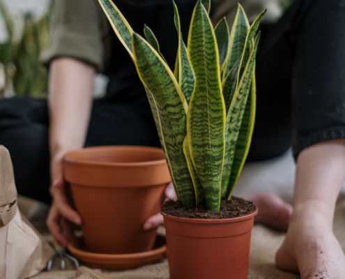 New generation of green-fingered gardeners born out of lockdown, finds eBay Ads