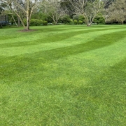 Sensible, Sustainable Lawn Care, Working With Nature