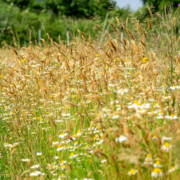 New releases from leading wildflower organisation offer ecological benefits