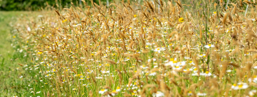 New releases from leading wildflower organisation offer ecological benefits