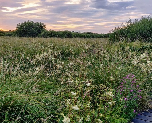 Minister announces €160,000 funding for peatland conservation initiatives