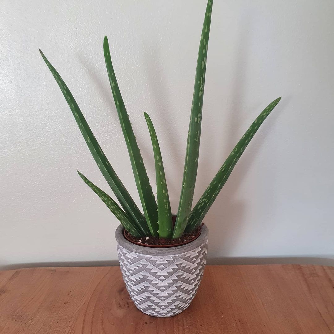 Eight FastestGrowing Indoor Plants to Jump Start Your Collection