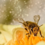 Anti-allergy gardening: how to combat hay fever in the garden this summer