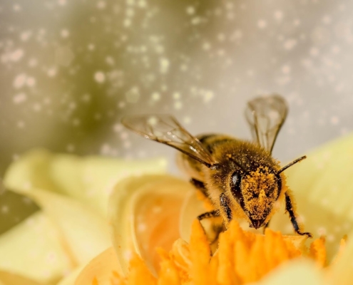 Anti-allergy gardening: how to combat hay fever in the garden this summer