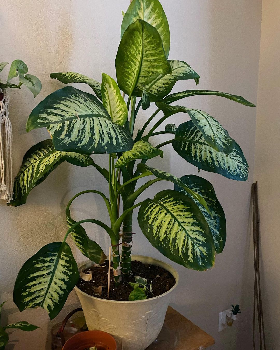 Eight FastestGrowing Indoor Plants to Jump Start Your Collection