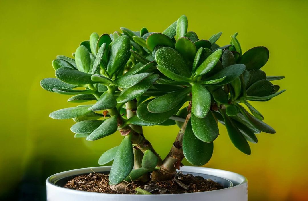 Eight FastestGrowing Indoor Plants to Jump Start Your Collection
