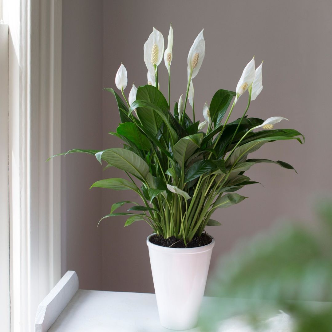 Eight FastestGrowing Indoor Plants to Jump Start Your Collection