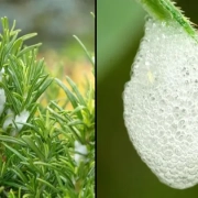 Brits Given Urgent Warning Over 'Harmful' Froth Spotted On Plants In UK Gardens