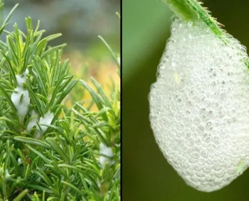 Brits Given Urgent Warning Over 'Harmful' Froth Spotted On Plants In UK Gardens