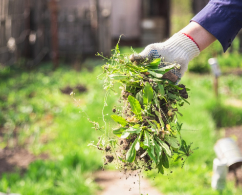 The Amenity Forum working in collaboration with Defra on further improving guidance on integrated approaches to weed, pest & disease management