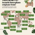 Potted History: The Origins of the UK's Most-Loved Houseplants