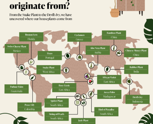 Potted History: The Origins of the UK's Most-Loved Houseplants