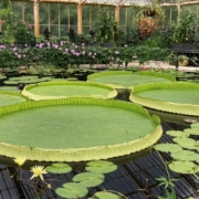 Scientists discover new giant water lily species
