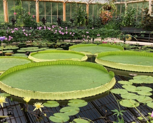 Scientists discover new giant water lily species