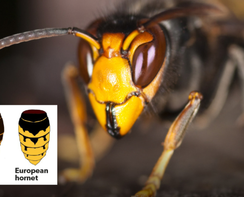 How to identify ‘things that go buzz’