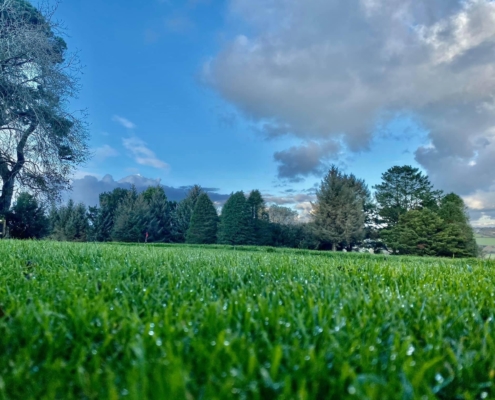 After experimenting with various seeds, Truro Golf Club have found the MM Sports Seed have produced the best results.