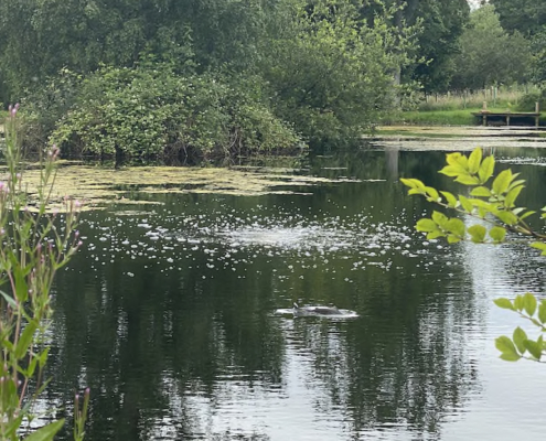 Mill Brae Trout Fishery Diffused Aeration System Installation