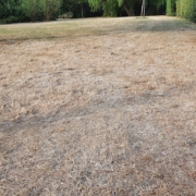 A typical scene of a drought damaged lawn