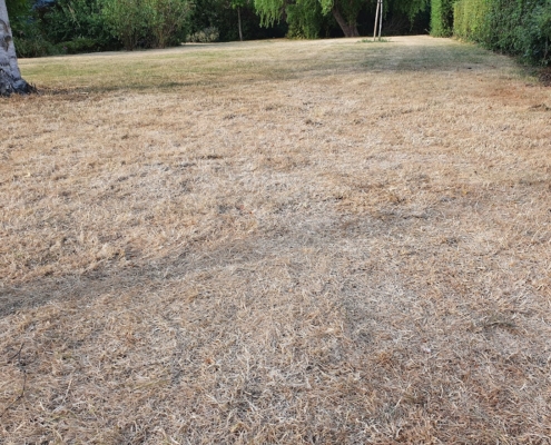 A typical scene of a drought damaged lawn