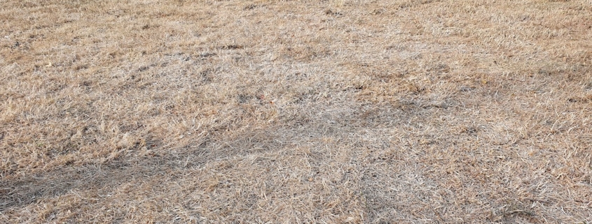 A typical scene of a drought damaged lawn