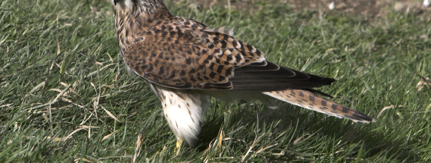 Lantra supporting CRRU in its efforts to safeguard birds of prey health