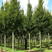 Tree demand prompts Hillier Nurseries £4m farm expansion