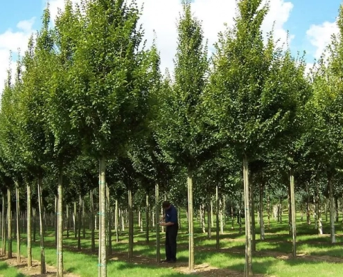 Tree demand prompts Hillier Nurseries £4m farm expansion