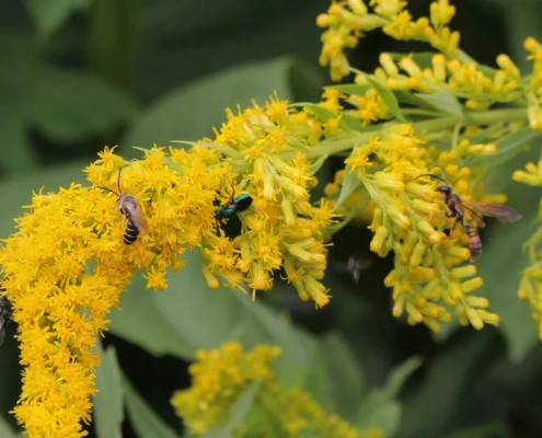 Seaweed compost and green manure are on the menu with this top trend for 2023