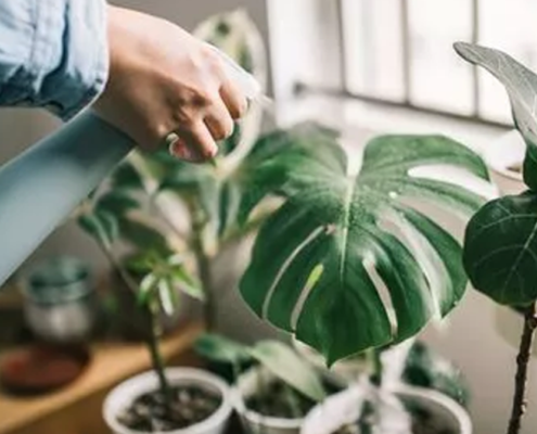 Four crucial ways to keep houseplants warm this winter - avoid plant becoming ‘weaker’